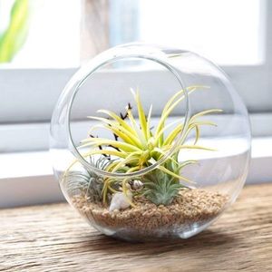 Plant Terrarium Glass Display